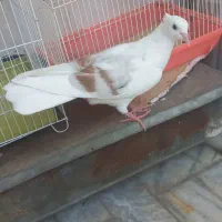 ۳تا کبوتر لوندار  نباتی وپلنگ آگهی روکامل بخون|پرنده|بروجرد, |دیوار