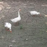 غاز دورگه