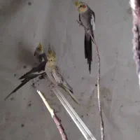 مرغ عروس هلندی