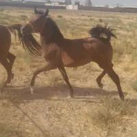 دوراس کره ازخط خونی تاراج۲شیرمحمد