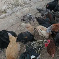 مرغ و خروس محلی اصل