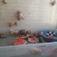 حلزون