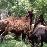 قوچ همو