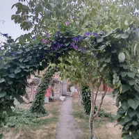خانه اجاره ایی|اجارهٔ خانه و ویلا|الیگودرز, |دیوار