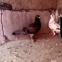 دوبر صید شده  وتهرانی