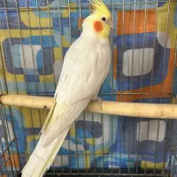 طوطی عروس مولد|پرنده|قزوین, |دیوار