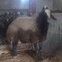 قوچ شال اصیل