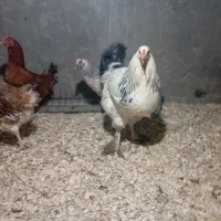 مرغ و خروس همه نوع|حیوانات مزرعه|اسالم, |دیوار