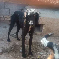 تازی