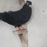 کبوتر|پرنده|شیراز, رکن‌آباد|دیوار