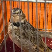 س ه ر ه خ ا ک ی|پرنده|تهران, تهرانسر شمالی|دیوار