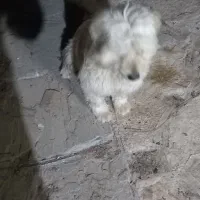 سگ باهوش|سگ|مشهد, ایثارگران|دیوار