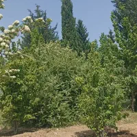 1000متر زمین باغشهری