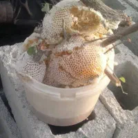 راهنمایی عسل طبعی و لاغری