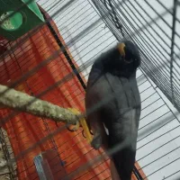 یک عدد مرغ مینا|پرنده|عنبرآباد, |دیوار