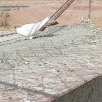 کفتر دم گلی کفتر سوراخ