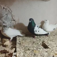 کبوتر رنگی صید|پرنده|چناران, |دیوار