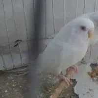 مرغ عشق|پرنده|مشهد, سمزقند|دیوار