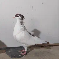 سار و رنگه|پرنده|بجنورد, |دیوار