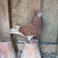 کبوتر سرخ