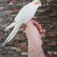 عروس هلندی لوتینو نر