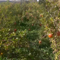 باغچه باغ|فروش خانه و ویلا|قم, الغدیر|دیوار