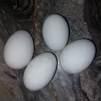 تخم غاز و اردک اسرائیلی نطفه دار برای جوجه کشی