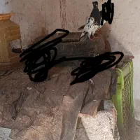 جفت کفتر|پرنده|قائن, |دیوار