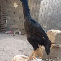 جوجه لاری اوشامو|حیوانات مزرعه|تنکمان, |دیوار