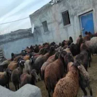 گوسفند تقلی تازه دندانش افتاده