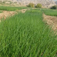 فروش نشا پیاز|حراج|دهدشت, |دیوار