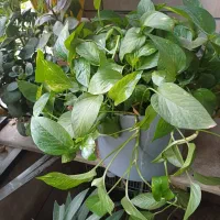 گل پتوس سالم وشاداب