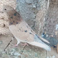 سرور|پرنده|آران و بیدگل, |دیوار