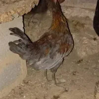 فروشی|حیوانات مزرعه|داراب, |دیوار