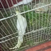 عروس هلندی بالغ