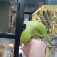 طوطی ملنگو جوان|پرنده|اهواز, کوروش|دیوار