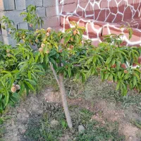 باغ ۵۵۰متری با درخت ، آتشکده و باربیکیو|فروش زمین و ملک کلنگی|مشهد, درزآب|دیوار
