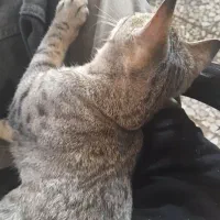 دوتا گربه ناز و کیوت