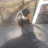 اردک کله غازی نر