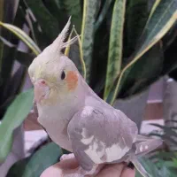 معاوضه با حیوانات مزرعه|پرنده|رشت, حومه رشت|دیوار