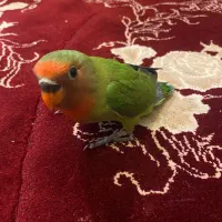 فروش طوطی برزیلی|پرنده|اهواز, کوی صادقیه|دیوار