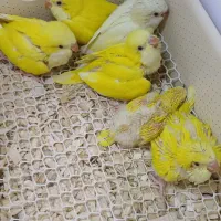 راهب سرلاکی لوتینو