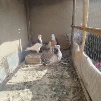 جفت طوقی نر و ماده درجه یک الما سی و زرد|پرنده|فولادشهر, مسکن مهر فولادشهر|دیوار