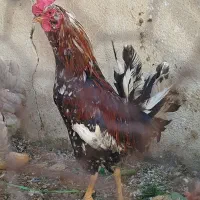خروس نژاد گلین