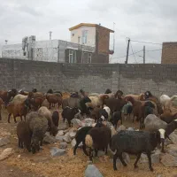 میش بره شیشک|حیوانات مزرعه|زالیان, |دیوار