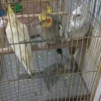 فروش پرنده|پرنده|رامسر, |دیوار