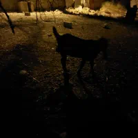 فروش دو بزغاله یکی پاکستانی و دیگری دو رگه