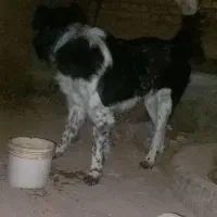 توله...سگ قهدرجونی قهدرجانی ۱۵ ماه نر معاوضه دارم