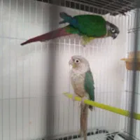 گرینچیک معاوضه ردچیک. خورشیدی شاهطوطی ملنگو|پرنده|مشهد, شهید قربانی|دیوار