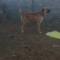 واگذاری سگ|سگ|تربت‌حیدریه, پائین ولایت|دیوار